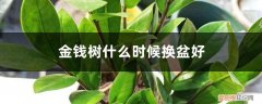 金钱树什么时候换盆好养 金钱树什么时候换盆好