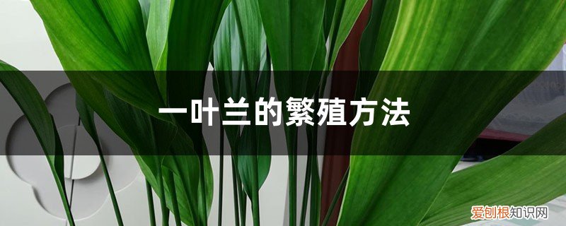 一叶兰的繁殖方法视频 一叶兰的繁殖方法