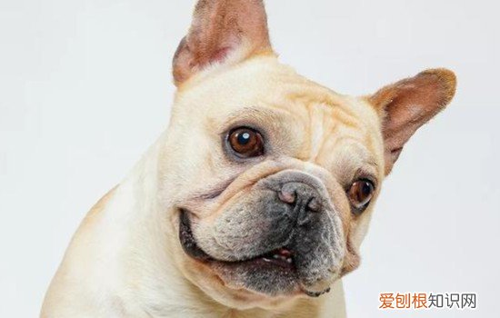 斗牛犬和法斗犬的区别 斗牛犬和法斗犬有什么不同