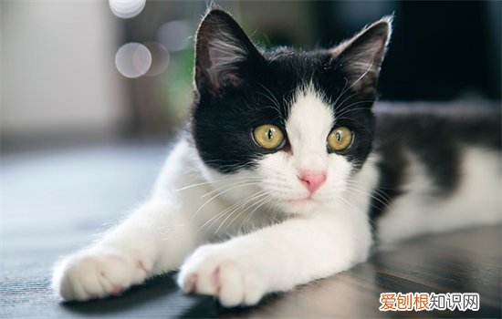 宠物猫有跳蚤怎么办 猫有跳蚤怎么处理