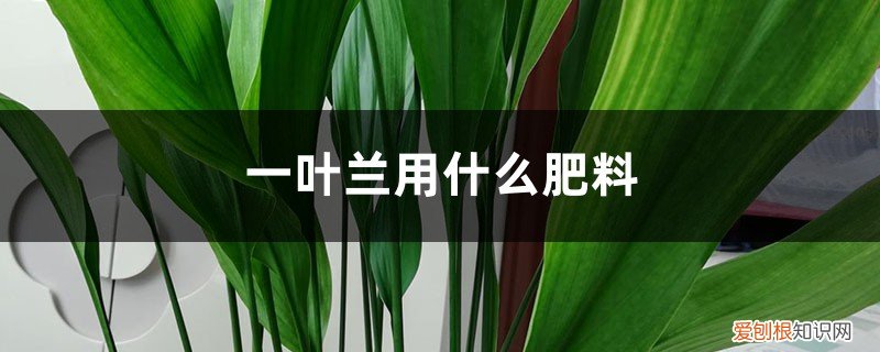 一叶兰用什么肥料最好 一叶兰用什么肥料