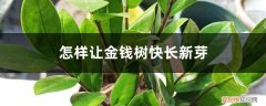 如何使金钱树快速发芽 怎样让金钱树快长新芽