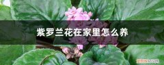 紫罗兰花在家里怎么养活 紫罗兰花在家里怎么养