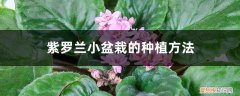 紫罗兰的种植方法及养护 紫罗兰小盆栽的种植方法