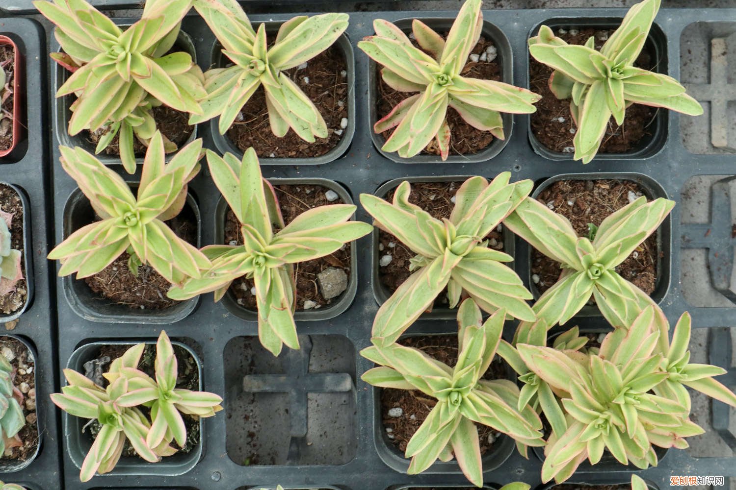 多肉叶插如何快速发芽 多肉叶插怎么快速发芽