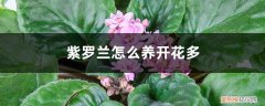 紫罗兰花咋养 紫罗兰怎么养开花多