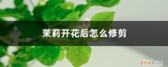 茉莉开花后的修剪方法 茉莉开花后怎么修剪