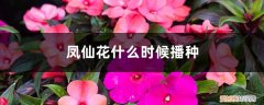 凤仙花一般在什么时候播种 凤仙花什么时候播种