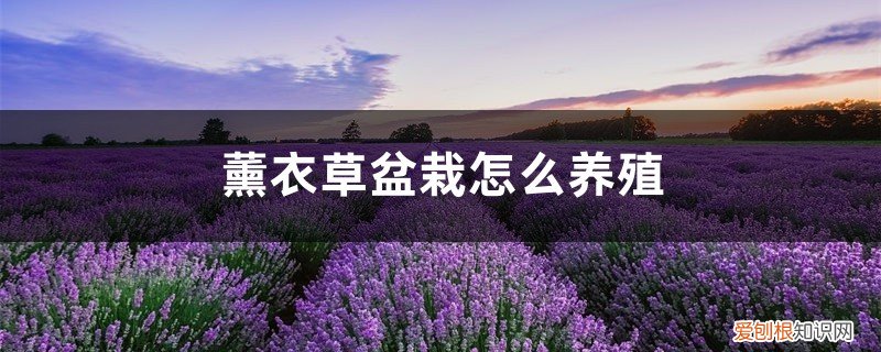 薰衣草怎样养殖 薰衣草盆栽怎么养殖