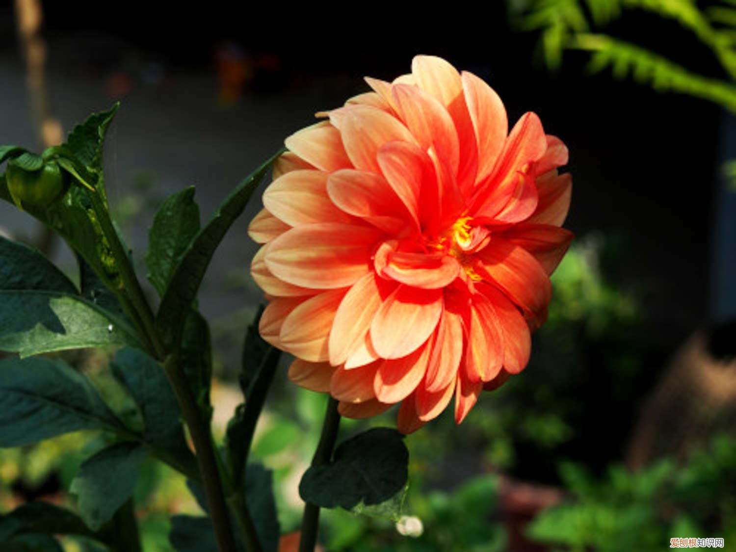 大丽花何时种植 大丽花什么时候种植