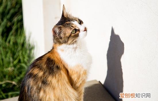 猫可以闻栀子花吗? 猫可以闻栀子花吗