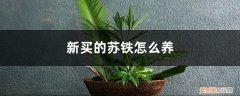 苏铁如何种植 新买的苏铁怎么养