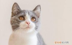 猫咪夏天开空调怕冷吗 猫咪夏天开空调