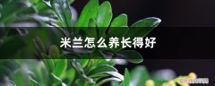 米兰怎么养长得好 米兰怎么养长得好