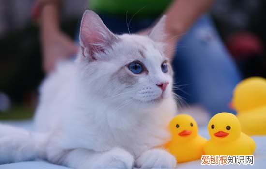 猫咪经常吐绿水 猫吐绿色的水什么原因是什么