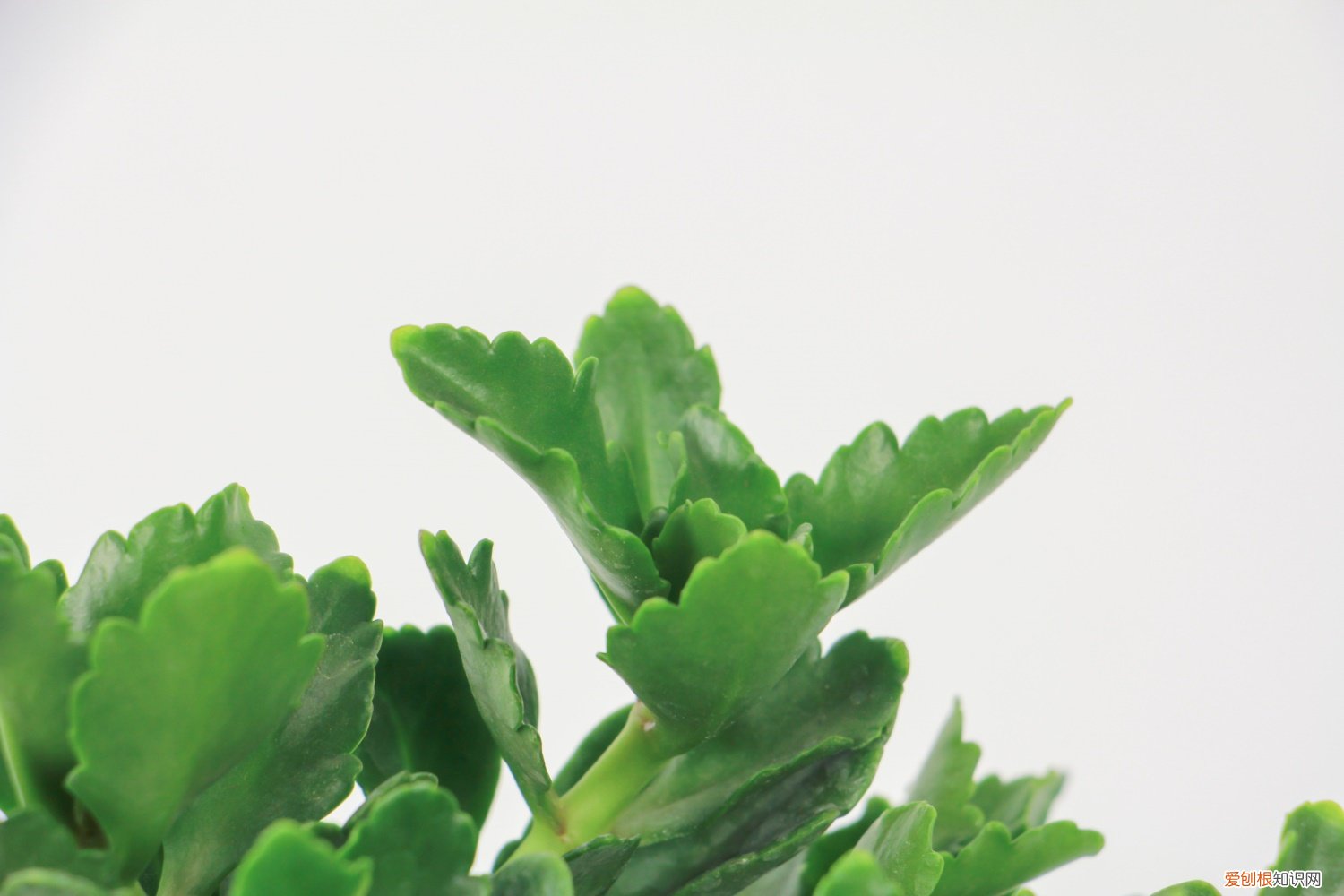 刚买来的长寿花怎么养 刚买的长寿花怎么养护