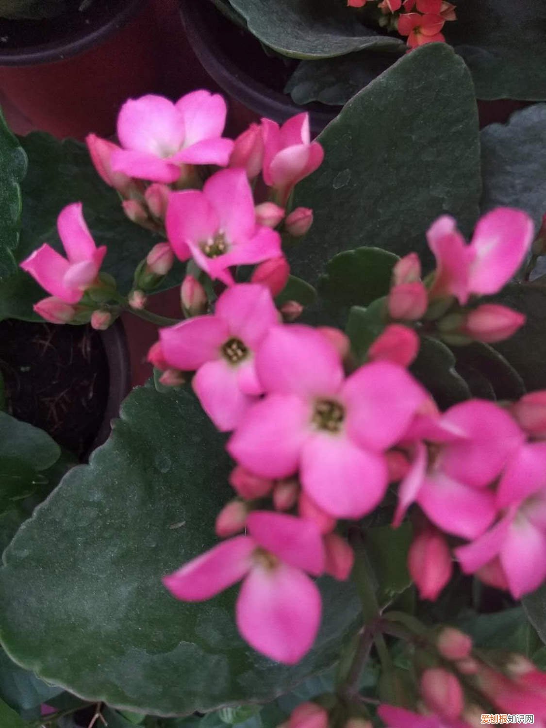 刚买来的长寿花怎么养 刚买的长寿花怎么养护