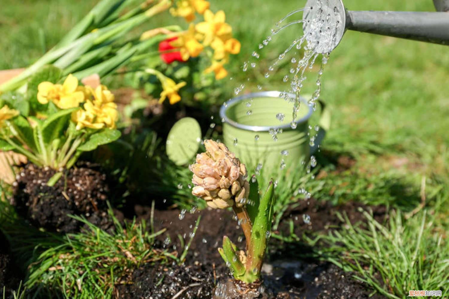 万能浇水神器,就是1根小吸管,专治烂根黄叶的植物 万能浇水神器，就是1根小吸管，专治烂根黄叶！