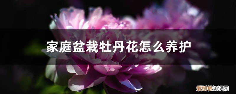 家庭盆栽牡丹花怎么养护和管理 家庭盆栽牡丹花怎么养护