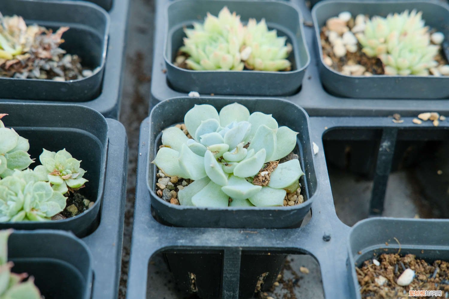 多肉开花都要剪掉吗 多肉开花了要剪掉吗