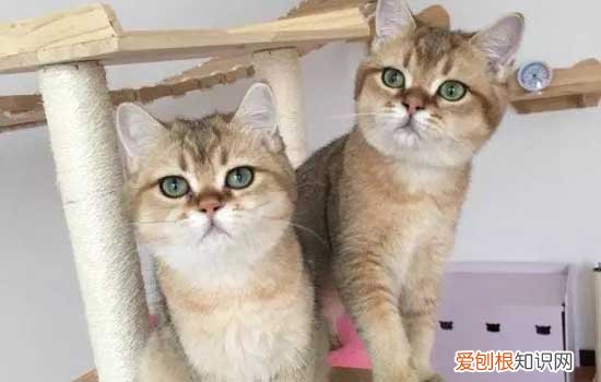 公猫母猫为什么打架 公猫母猫打架的原因