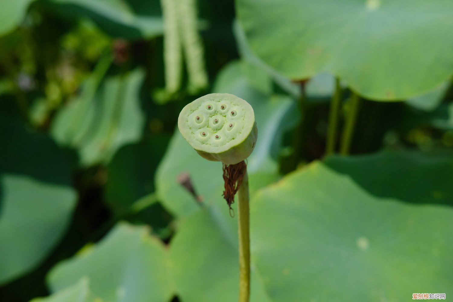 荷花夏天怎么养活 荷花夏天怎么养