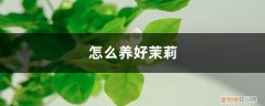 怎么养好茉莉花 怎么养好茉莉