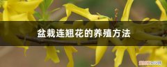 连翘花如何养 盆栽连翘花的养殖方法，特性及养护