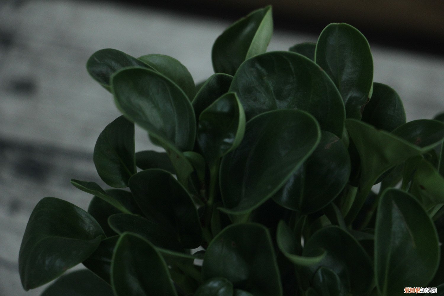 豆瓣绿不绿怎么办 豆瓣绿不长怎么办