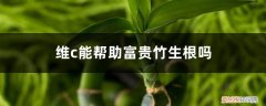 维生素c可以养富贵竹 维c能帮助富贵竹生根吗