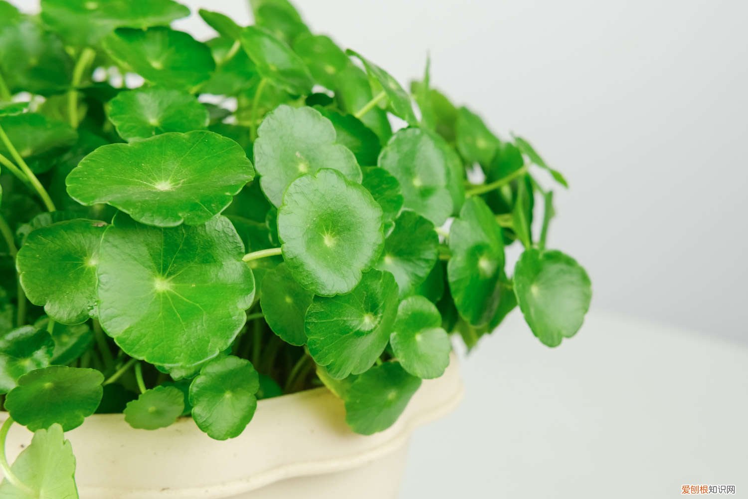 铜钱草为什么老开花该怎么办 铜钱草开花了怎么办