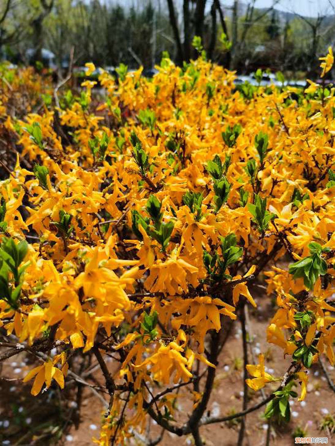 连翘只开花不结果咋回事 连翘开花不结果怎么办,不开花是什么原因