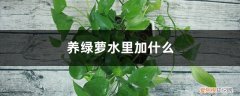 绿萝放什么水 养绿萝水里加什么