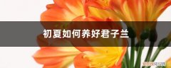 君子兰初秋怎么养 初夏如何养好君子兰