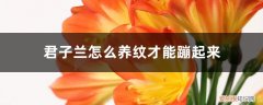 君子兰怎么能养出蹦纹 君子兰怎么养纹才能蹦起来