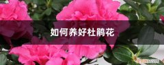 如何养好杜鹃花盆 如何养好杜鹃花