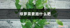 绿萝需要施什么肥料 绿萝需要施什么肥