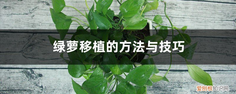 绿萝可以移植吗怎么移植 绿萝移植的方法与技巧