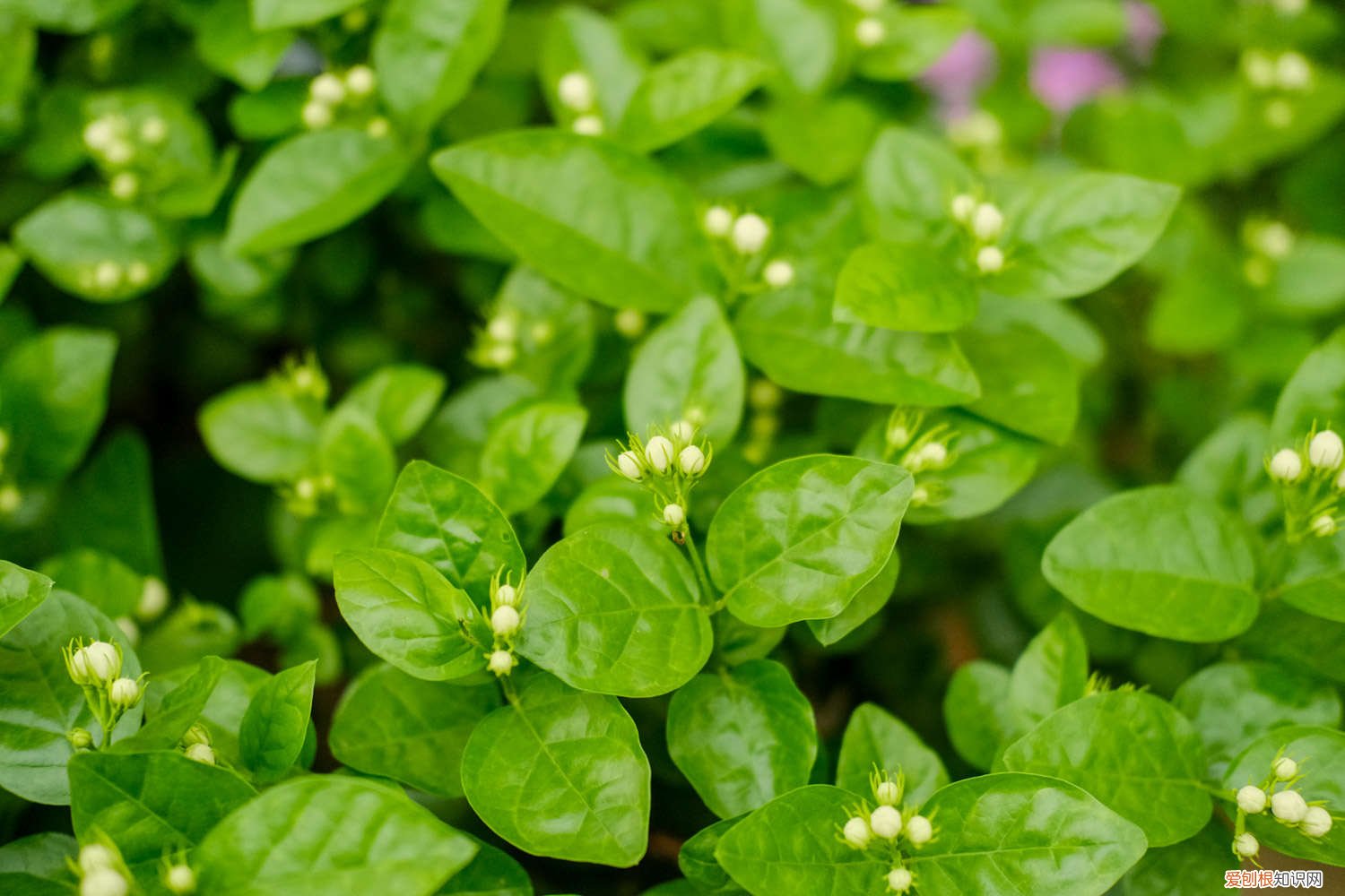 怎样养好茉莉花视频 怎样养好茉莉