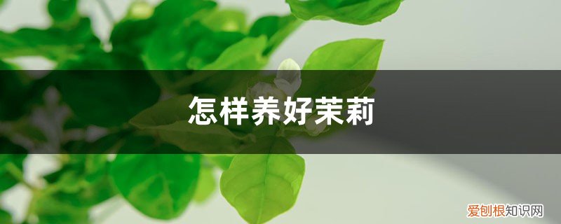 怎样养好茉莉花视频 怎样养好茉莉