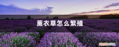 薰衣草怎么繁殖后代 薰衣草怎么繁殖