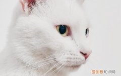 给猫洗澡自然风干可以吗 夏天猫洗澡可以自然风干吗