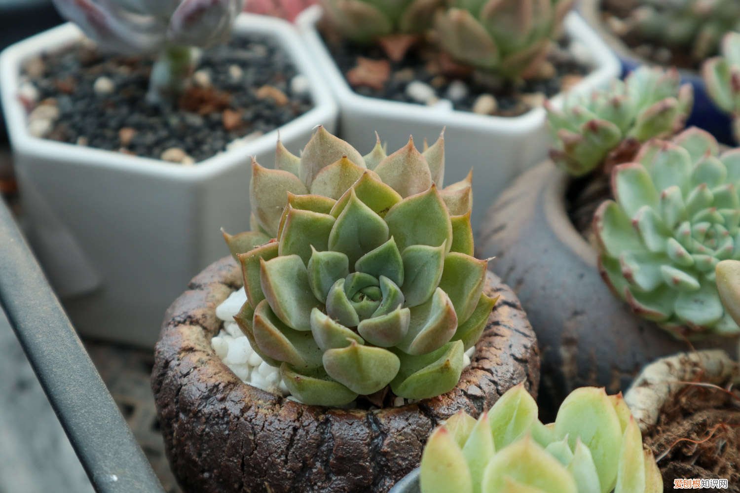 多肉植物怎么繁殖? 多肉植物怎么繁殖