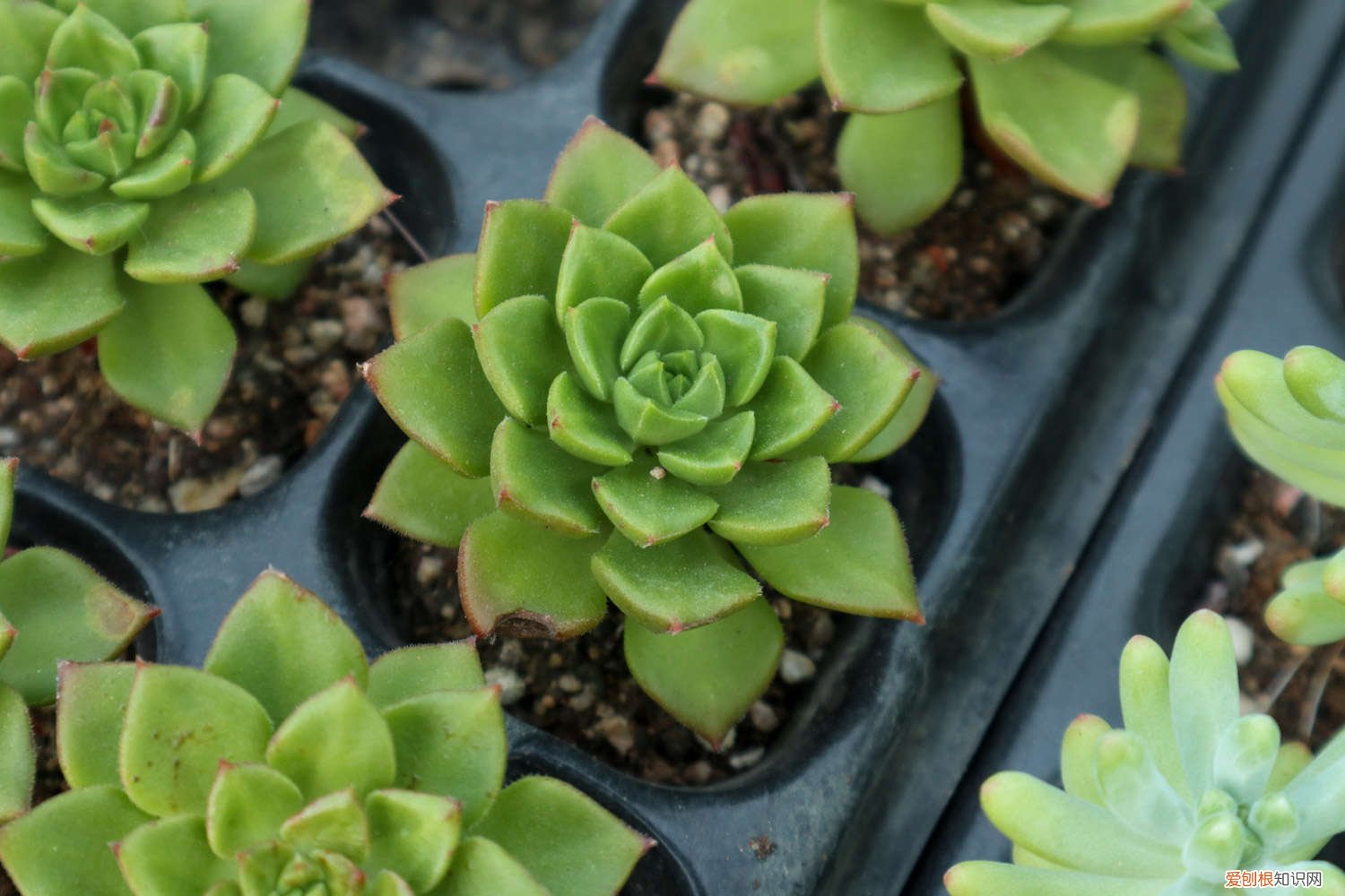 多肉植物怎么繁殖? 多肉植物怎么繁殖