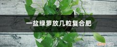 绿萝一次施肥几粒 一盆绿萝放几粒复合肥