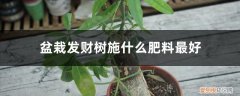 盆栽发财树如何施肥 盆栽发财树施什么肥料最好