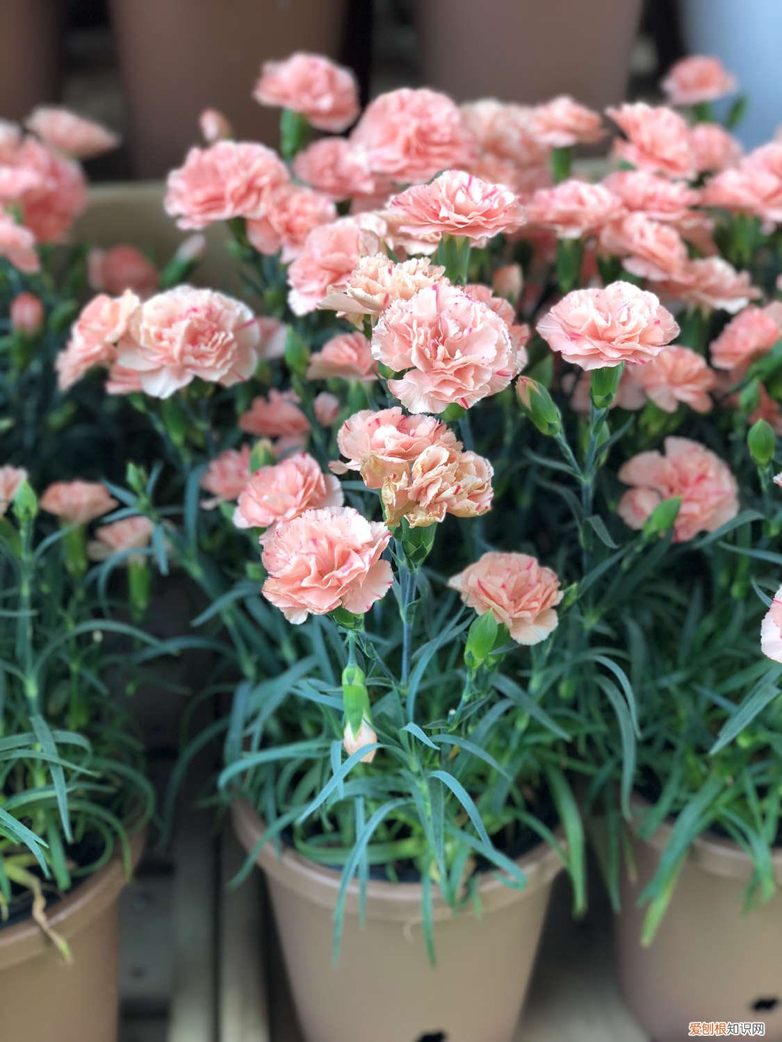 康乃馨盆栽扦插时间和方法 康乃馨扦插多久生根