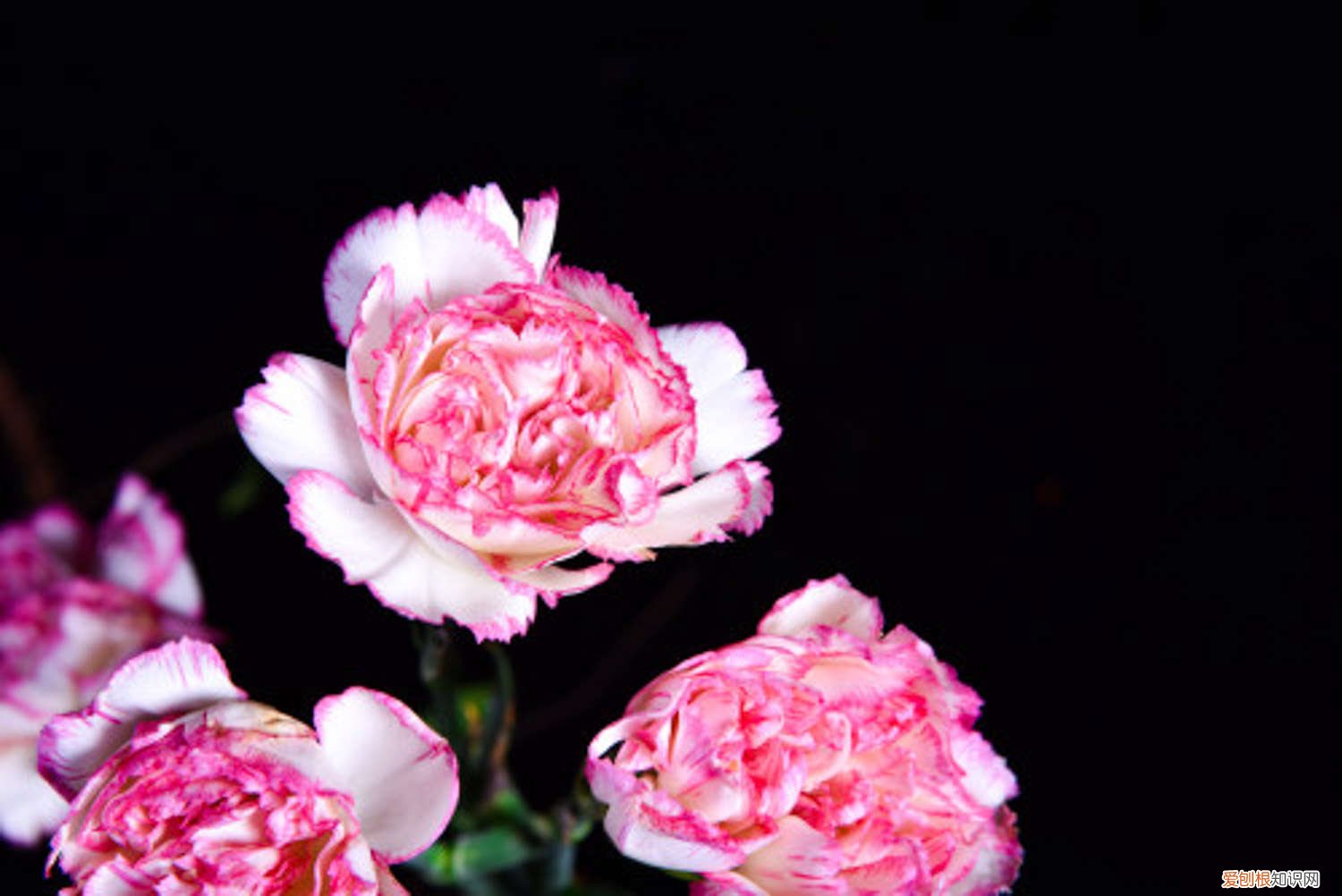 康乃馨盆栽扦插时间和方法 康乃馨扦插多久生根