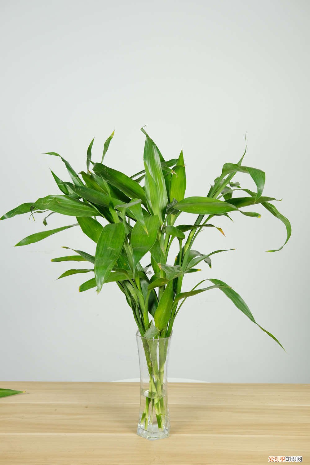 富贵竹怎么做造型好看 富贵竹最招运的2种造型，5分钟就搞定，简单省钱！