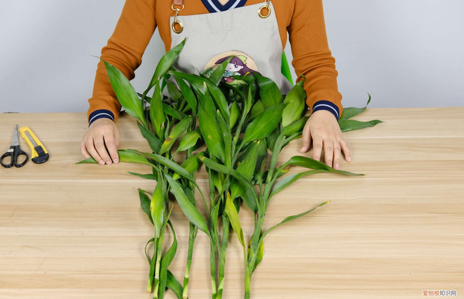 富贵竹怎么做造型好看 富贵竹最招运的2种造型，5分钟就搞定，简单省钱！